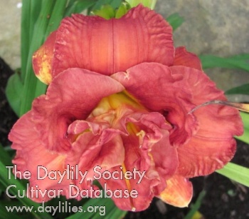 Daylily Beauty Dance